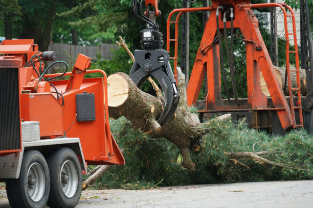 How Our Tree Care Process Works  in  Parker, CO